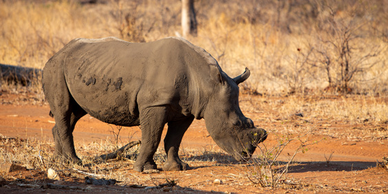 IMG 0583 0351 Hvidt Næsehorn