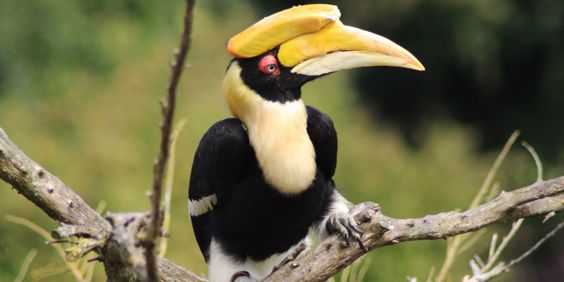 Malaysia Taman Negara Nationalpark Great Hornbill Næsehornsfugl