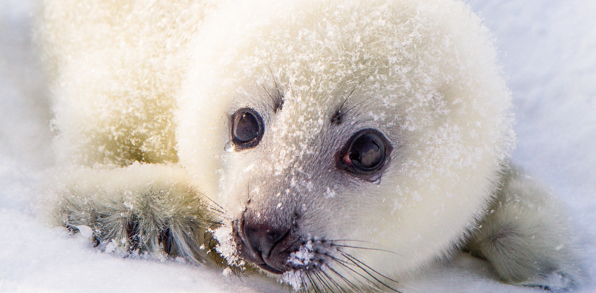 Groenland_sæl_03