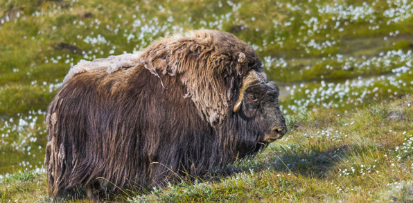 Groenland_wildlife_04