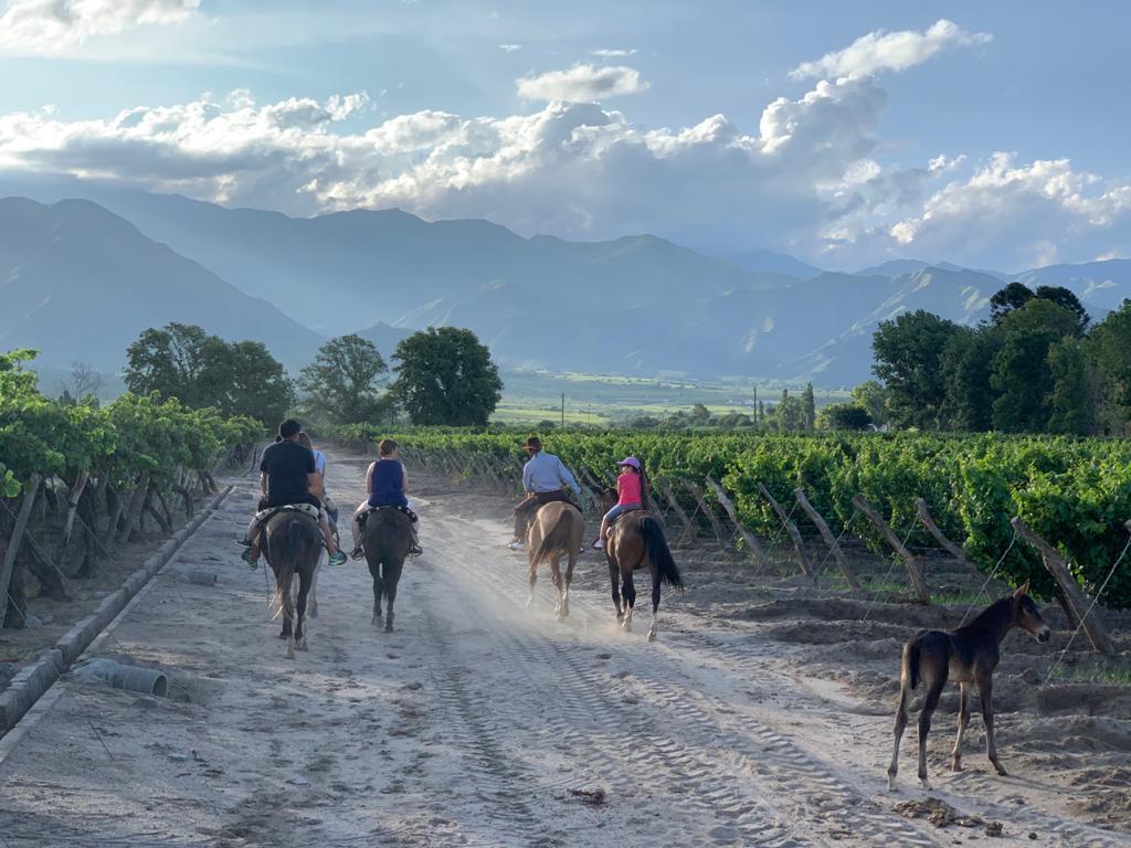Cabalgata Por Los Viñedos
