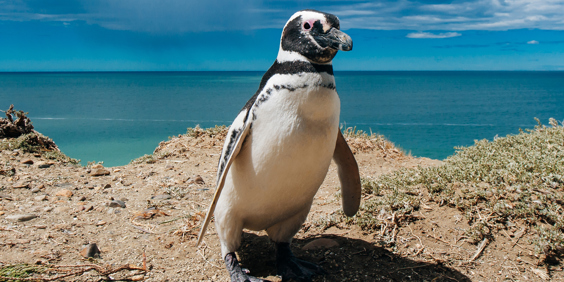 Argentina Valdes Peninsula Magellanic Penguin