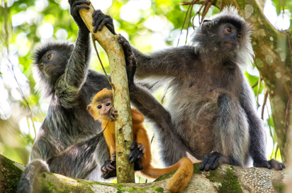 abe_soelvlangurer_05