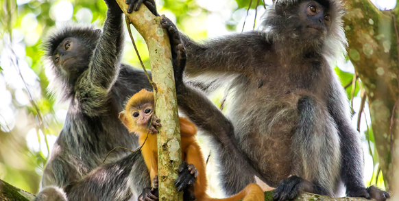 Borneos rige dyreliv byder blandt meget andet på de små, livlige sølvlangurer...