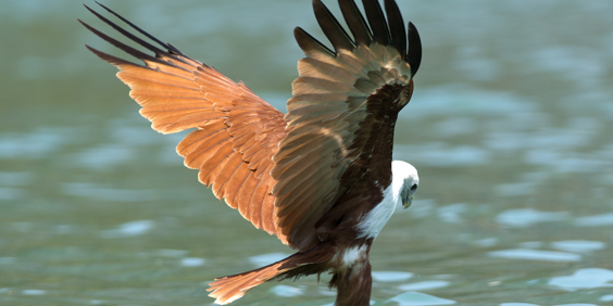 malaysia - langkawi_kilim_oern2