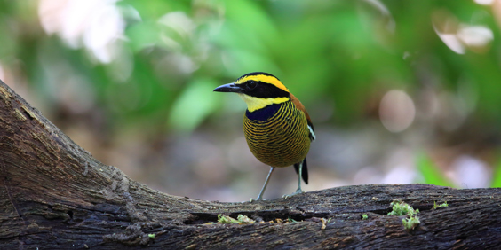 bali - barat nationalpark_fugl_01