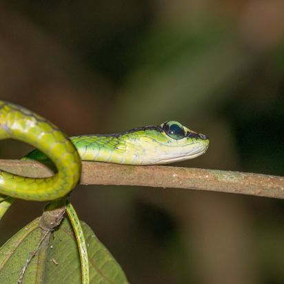 Borneo Grøn Hugorm I Regnskov 1435872293