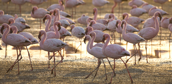 Flamingoer i Walvis Bay