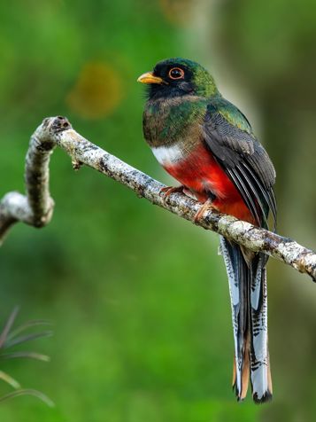 Oaxaca Fugl Mexicotrogon 2634647385