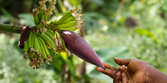 zanzibar_krydderi plantage_01