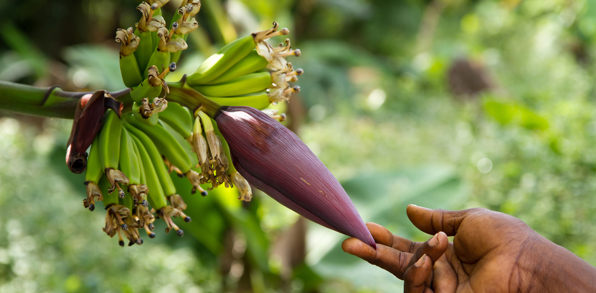 zanzibar_krydderi plantage_01