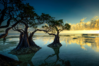 bali - sumba_mangrove_02