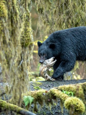 ... og bjørne, der dukker op i vandkanten for at fange dagens måltid.