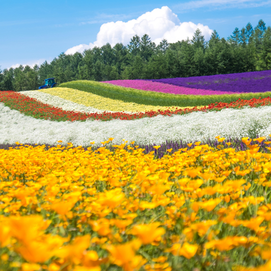 Hokkaido Furano Shikisai No Oka Blomsterhave Med Lavendel Shutterstock 488126068