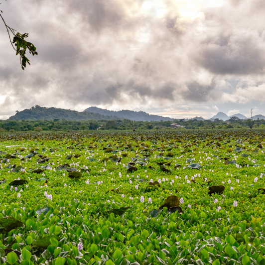 Gal Oya Valley 1246734001