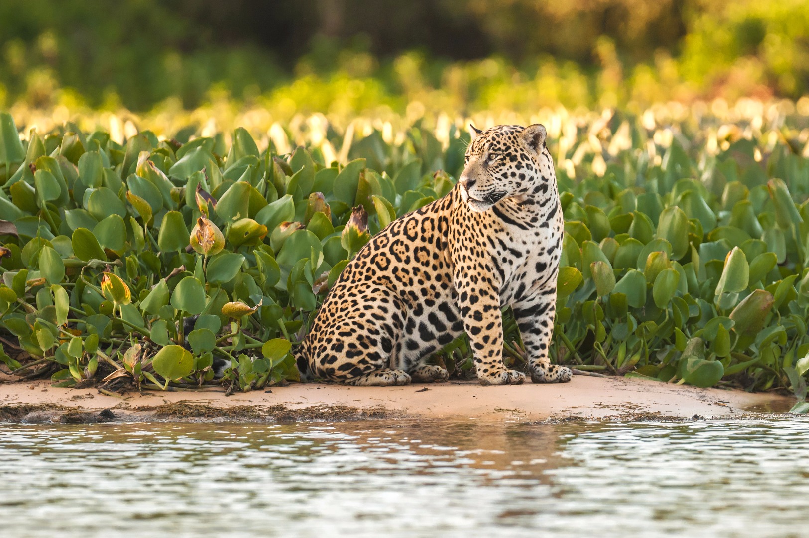 brasilien - pantanal_jaguar_01