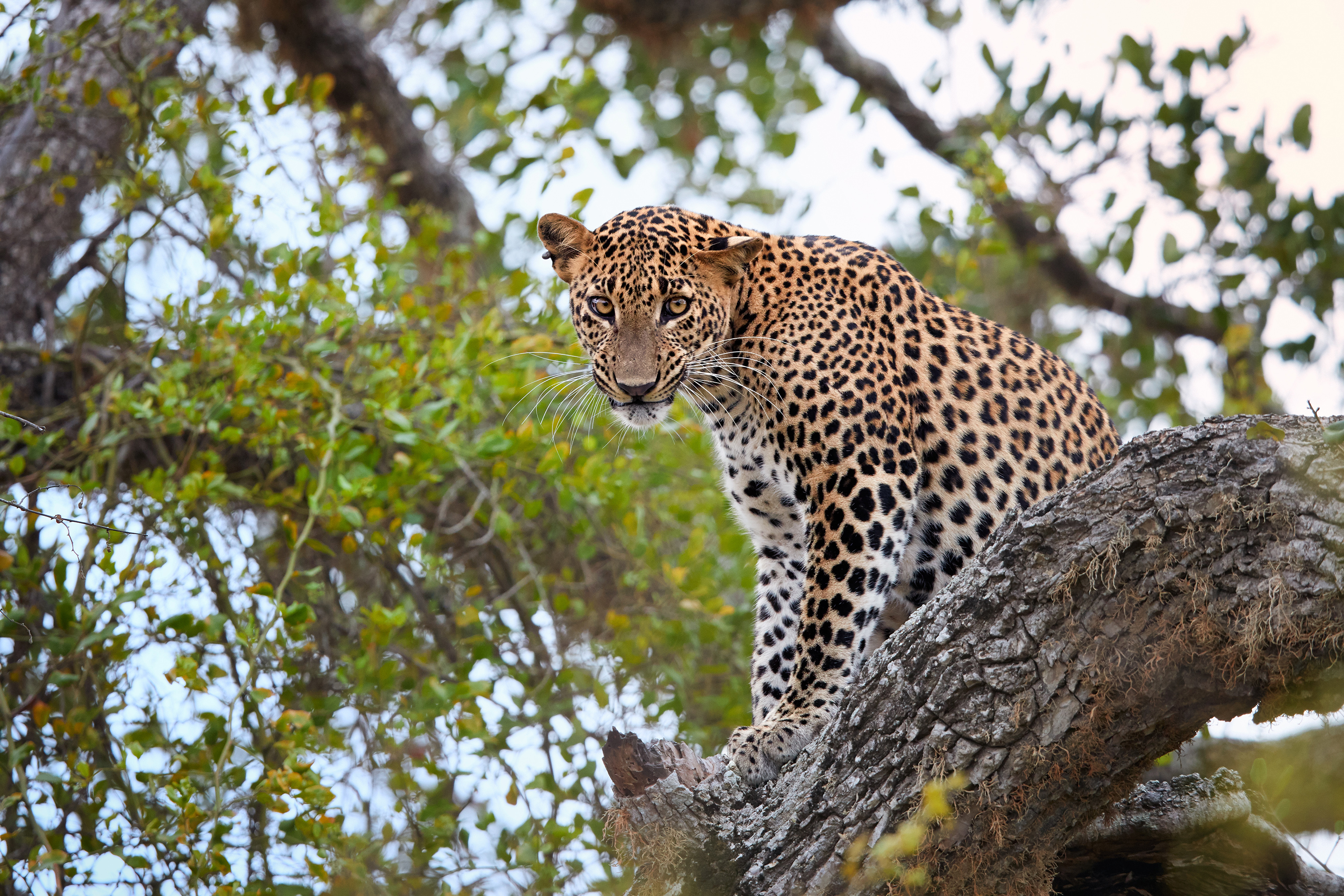 En leopard i Yala National Park