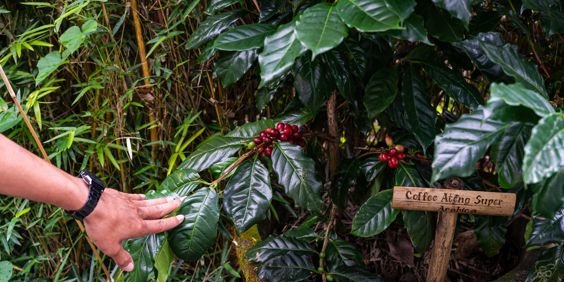 Pupuan Sawah Kaffeplantage GI 2222882379