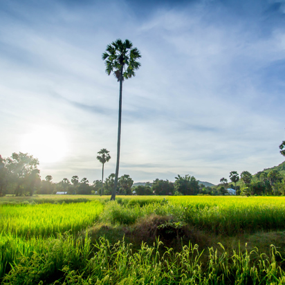 Kampong Chhnang Landskab01