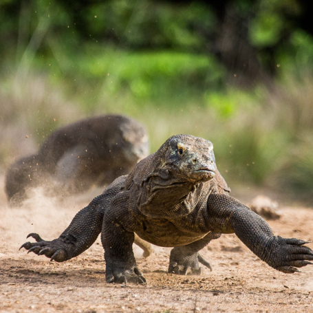 bali - komodo_varan_06