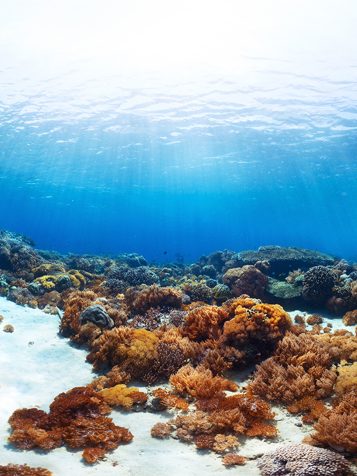 bali - bali_barat nationalpark_dyk_snorkel_01