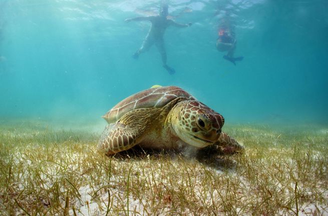 Akumal Riviera Maya Green Turtle 137048570