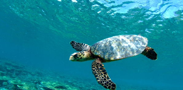 bali - gili_skildpadde_01