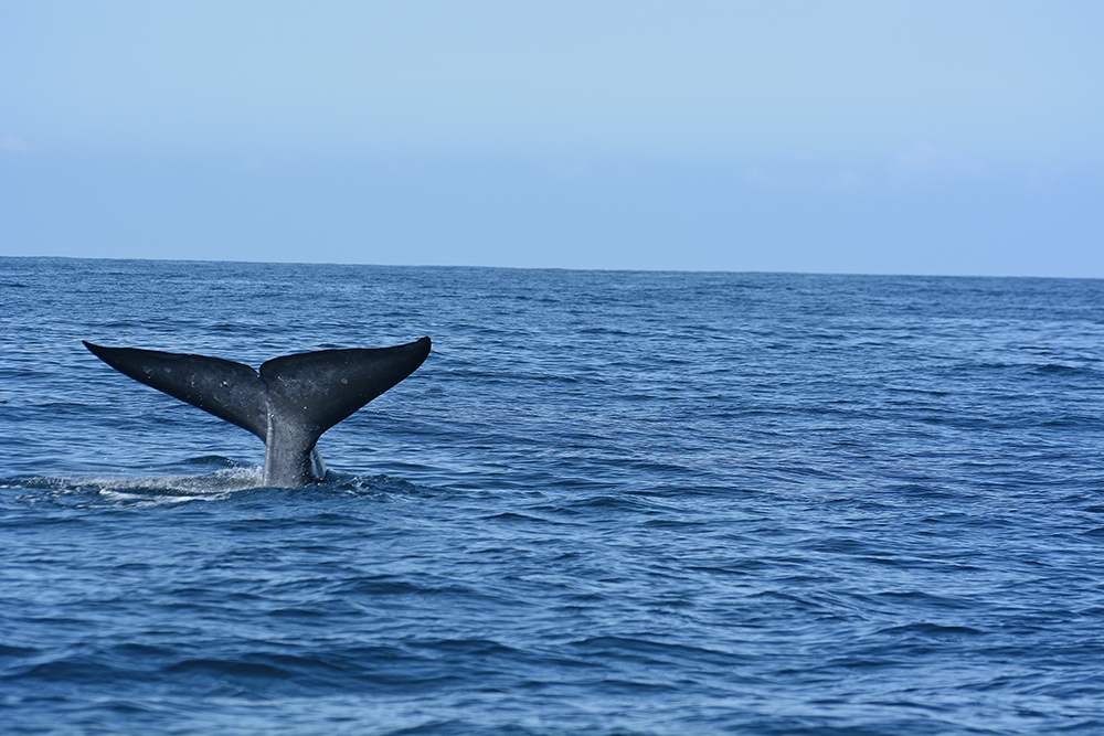 sri lanka - sri lanka_hval_01