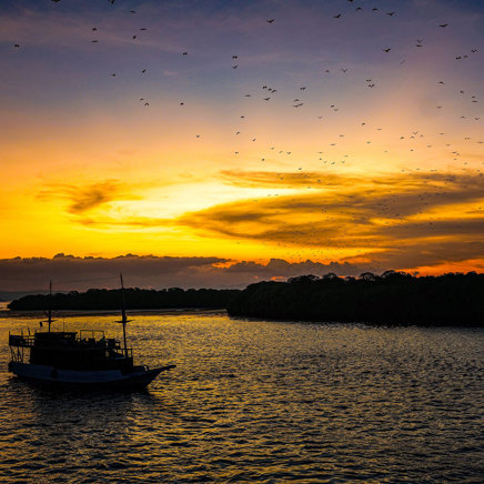 Flyvende ræve ved Kalong Island