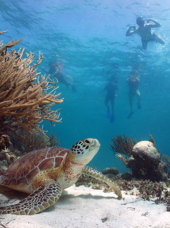 mexico - akumal_skildpadde_01_hf