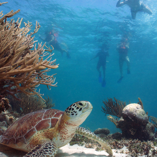 mexico - akumal_skildpadde_01_hf