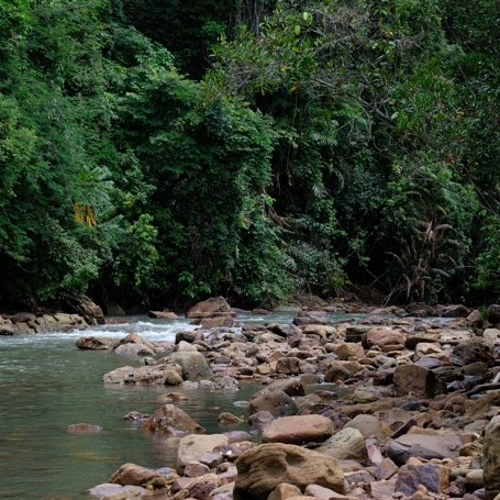 Koh Kood Mangroveskov