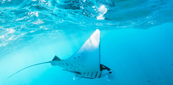 bali - lembongan_dykning_rokke_01