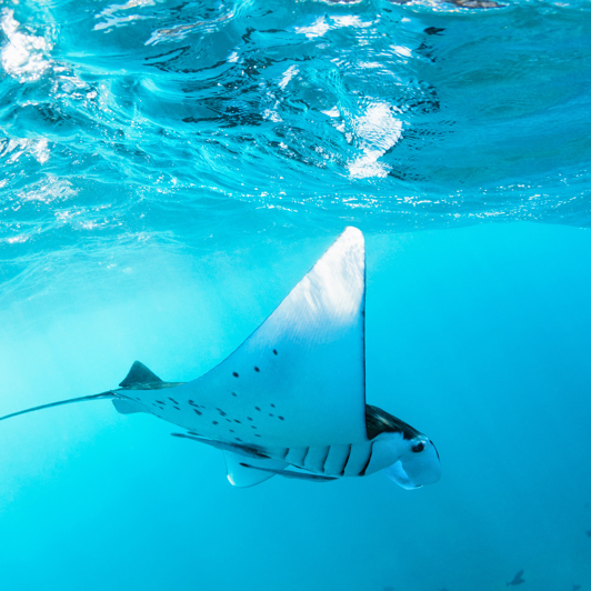 bali - lembongan_dykning_rokke_01