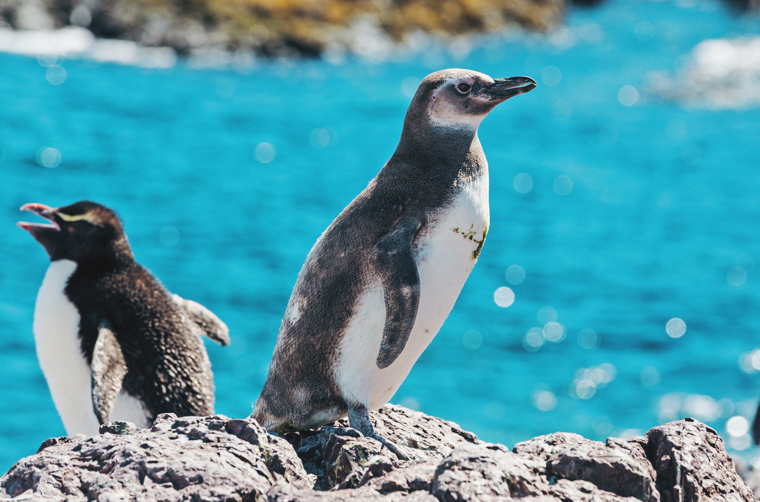 argentina - argentina_magellanpingviner_10