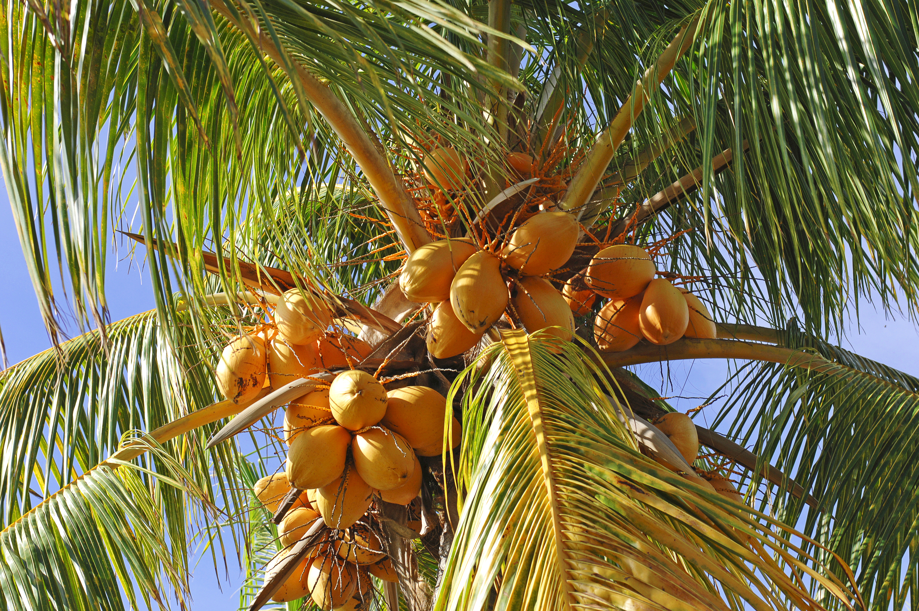 mauritius - mauritius_kokosnoed_01