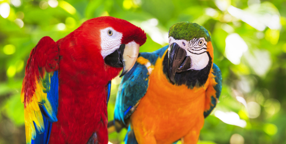 Lyden af araerne lærer du hurtigt at kende