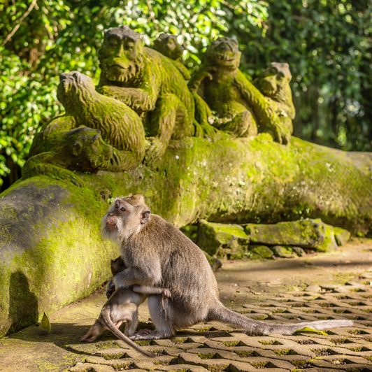 Ubud Monkey Forest