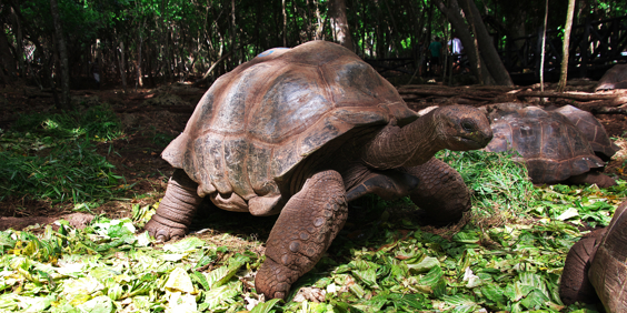 Zanzibar Skildpadde