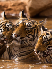 Indien - ranthambore national park_08