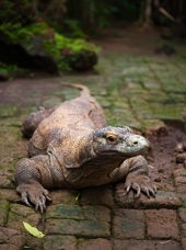 Indonesien - komodo_komodovaran_01_hf
