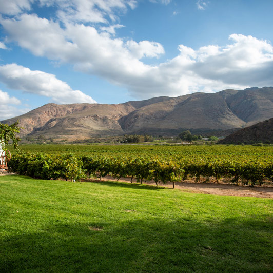 Vinmarker nær Montagu