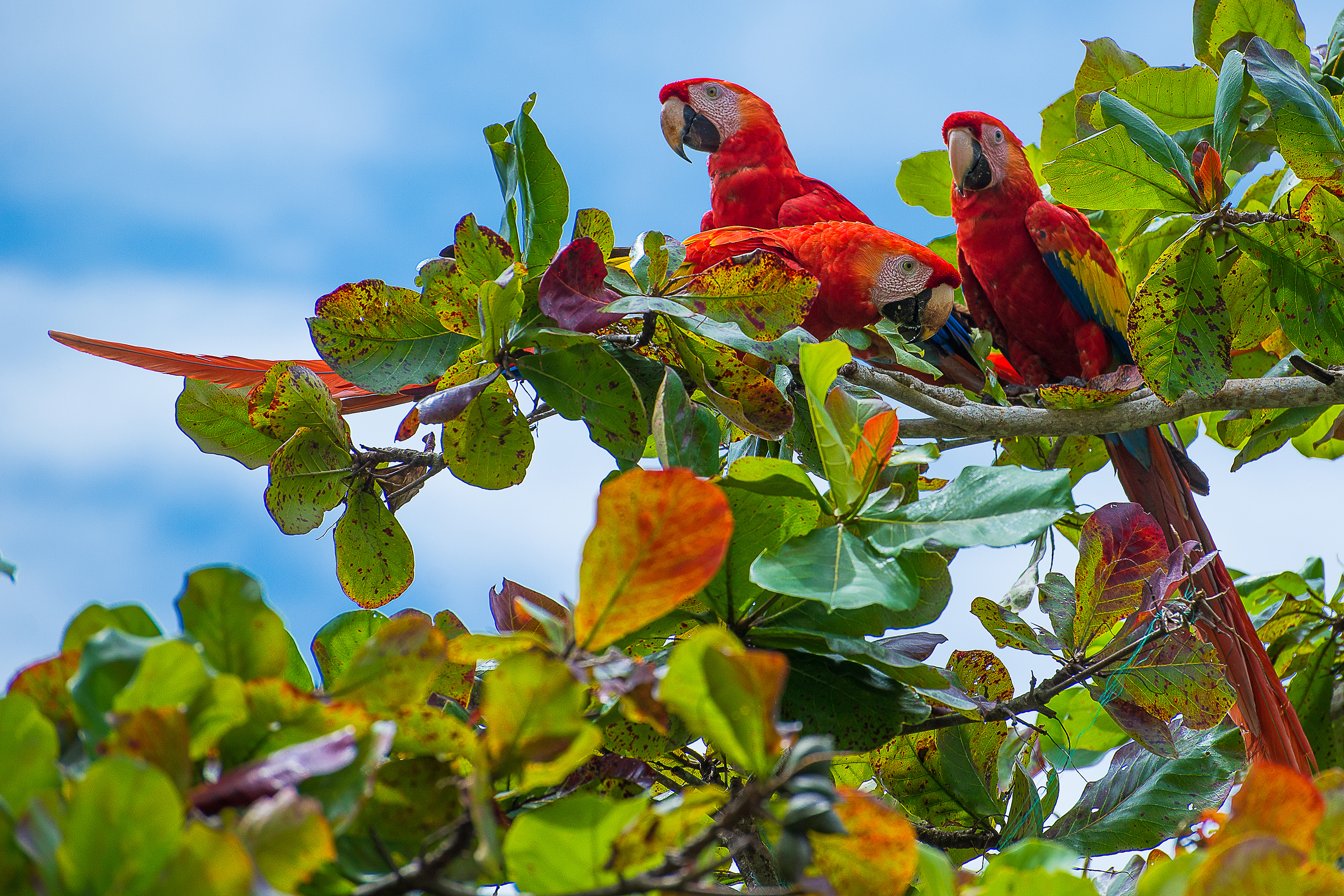 costa rica - papegøje scarlet macaw_02