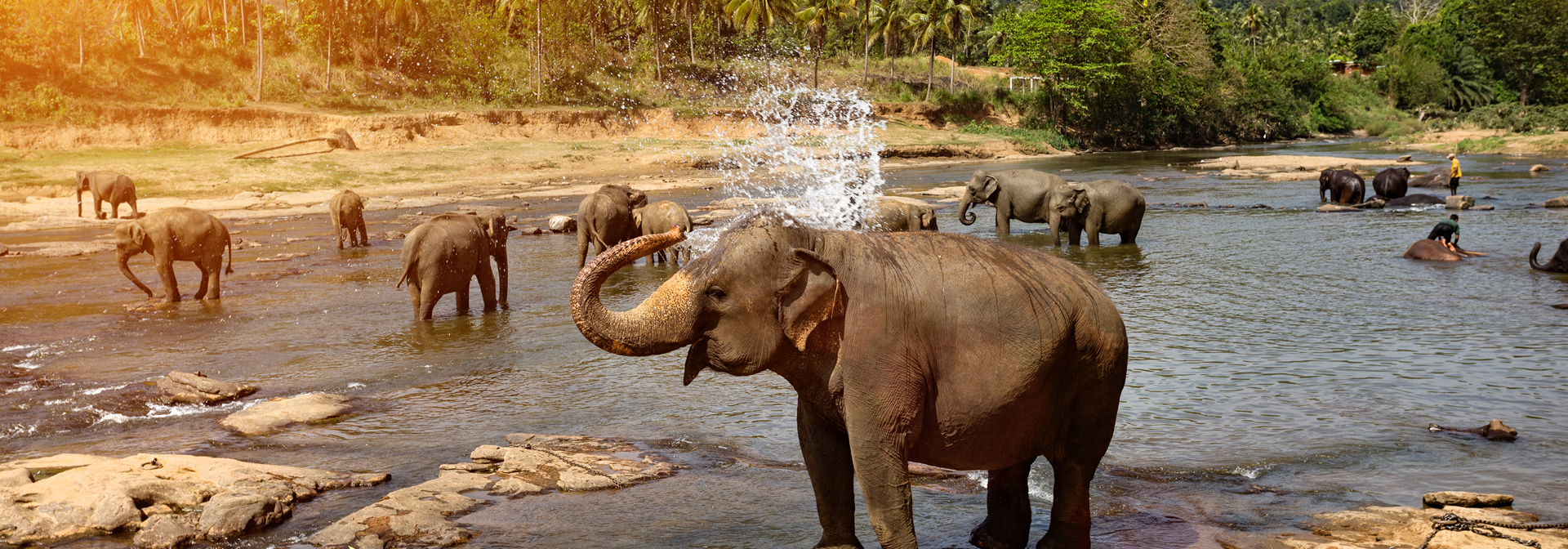 Yala National Park Elefant 04