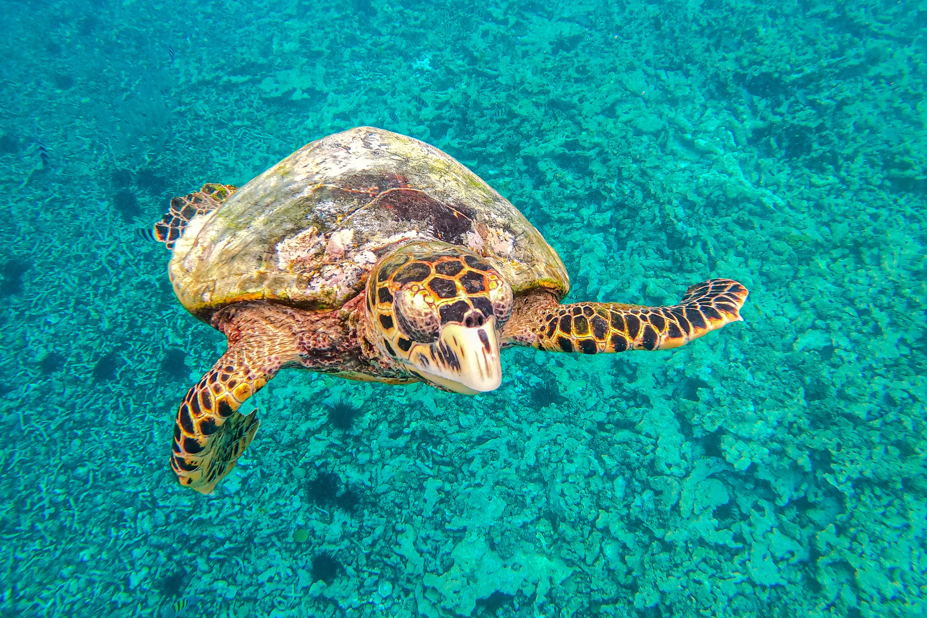seychellerne - saint pierre island_skildpadde_01