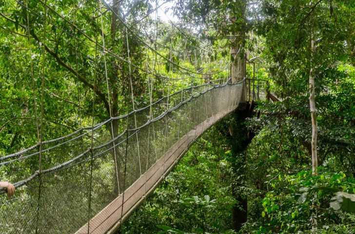 Mulu National Park Canopy Regnskov 479441941