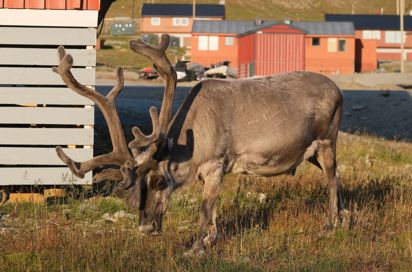 Svalbard Longyearbyen Rensdyr 2348258929