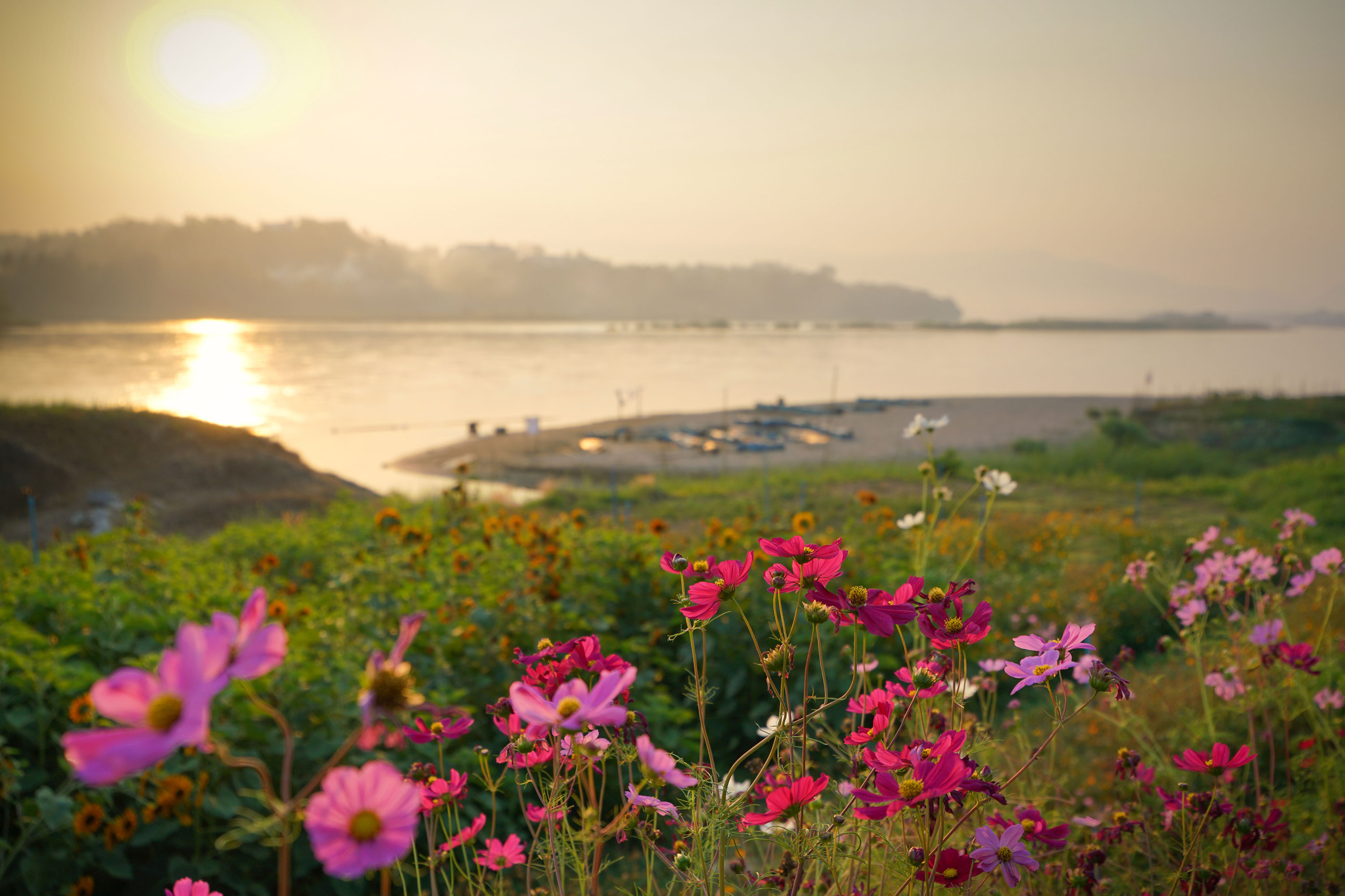 Chiang Khong Mekong Floden Blomster 709095214