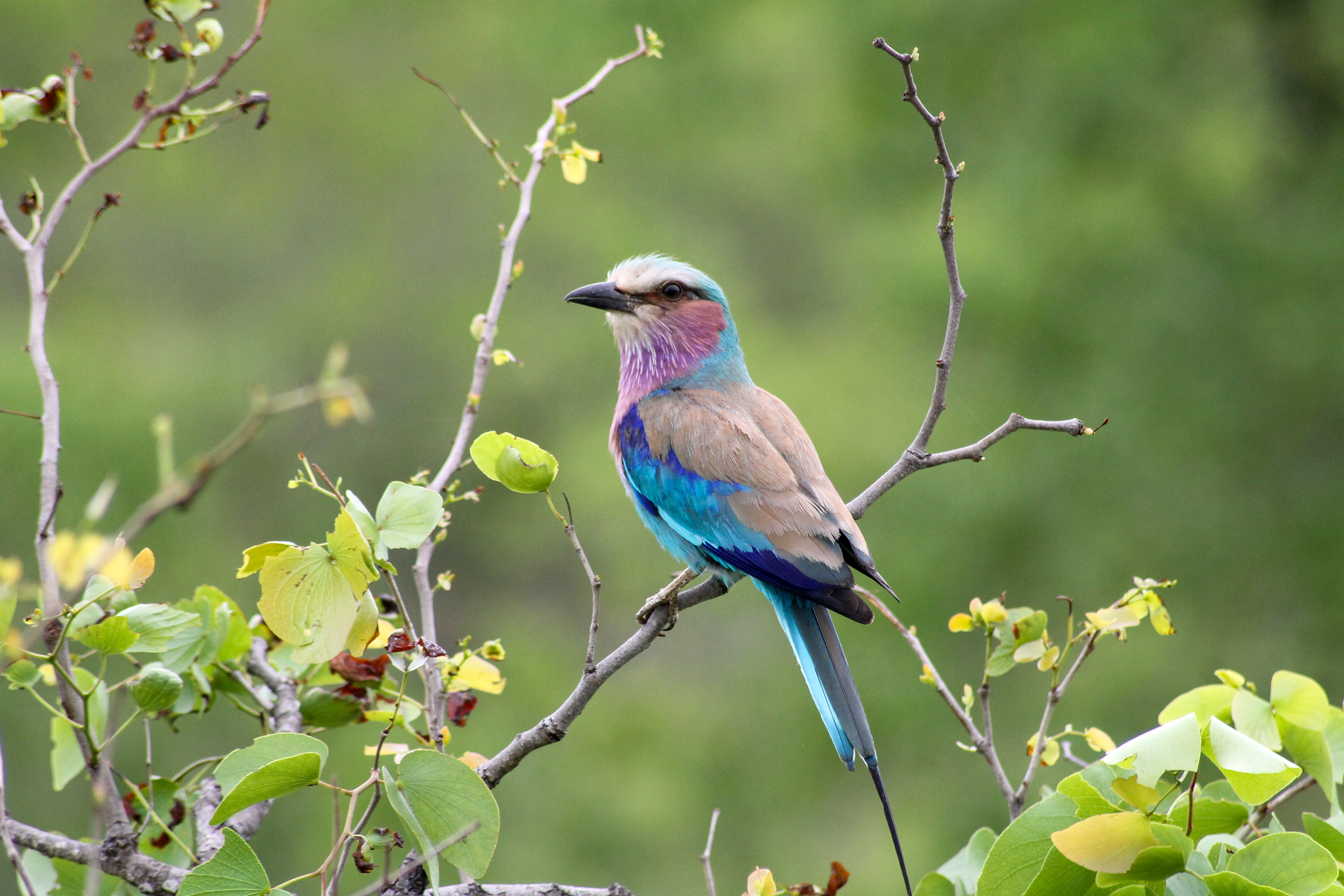 Lilac Breasted Roller