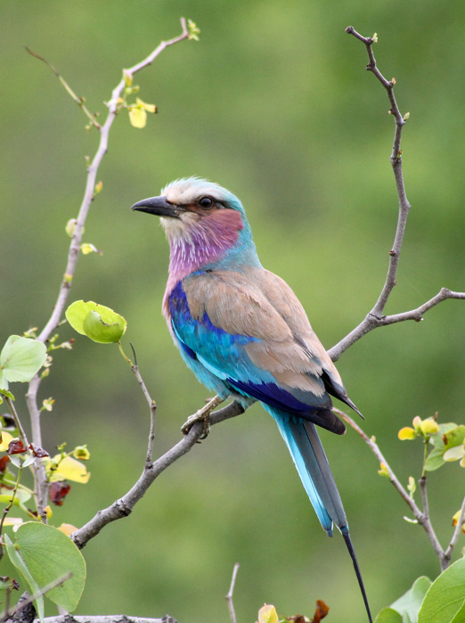 Lilac Breasted Roller